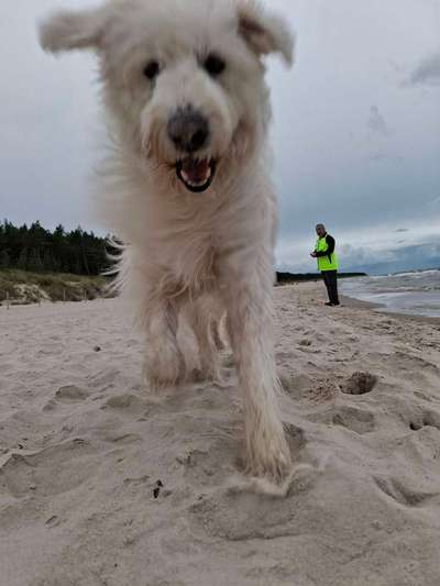 TierschutzhundeStammtisch🐕-Beitrag-Bild