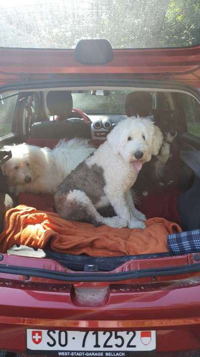 TierschutzhundeStammtisch🐕-Beitrag-Bild