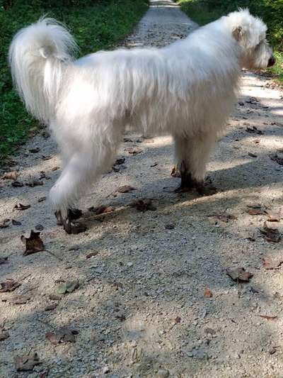 TierschutzhundeStammtisch🐕-Beitrag-Bild