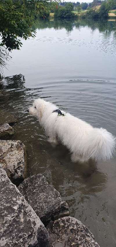 TierschutzhundeStammtisch🐕-Beitrag-Bild