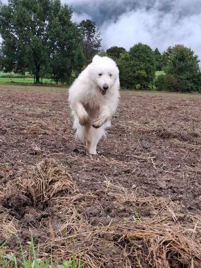 TierschutzhundeStammtisch🐕-Beitrag-Bild