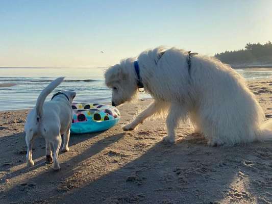 TierschutzhundeStammtisch🐕-Beitrag-Bild