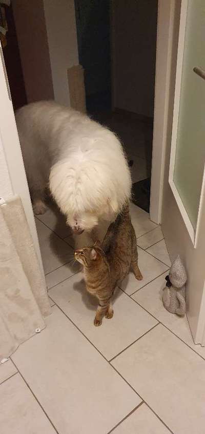 TierschutzhundeStammtisch🐕-Beitrag-Bild