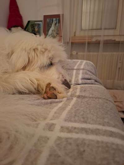 TierschutzhundeStammtisch🐕-Beitrag-Bild