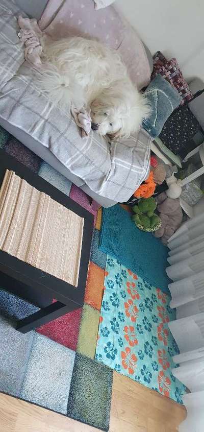 TierschutzhundeStammtisch🐕-Beitrag-Bild