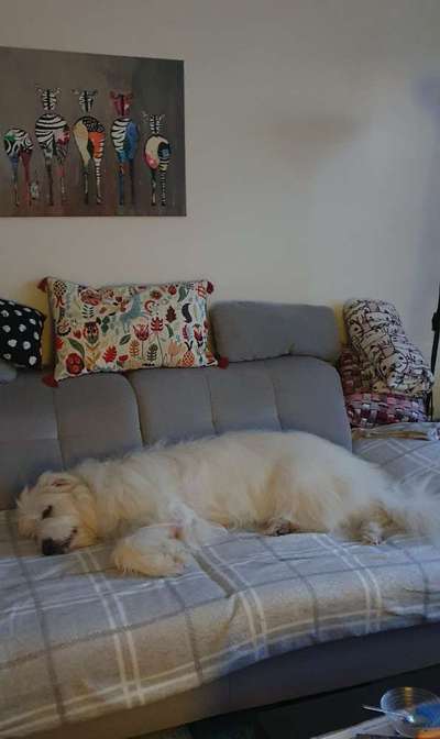 TierschutzhundeStammtisch🐕-Beitrag-Bild