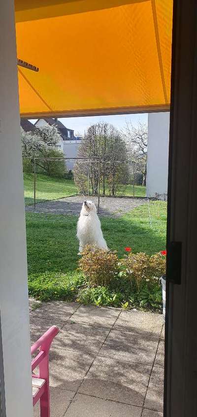 TierschutzhundeStammtisch🐕-Beitrag-Bild