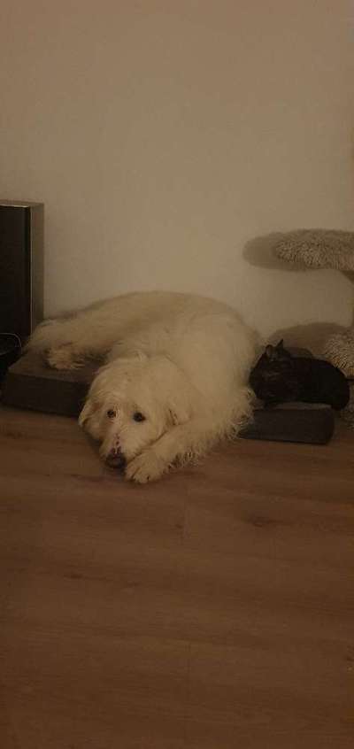 TierschutzhundeStammtisch🐕-Beitrag-Bild