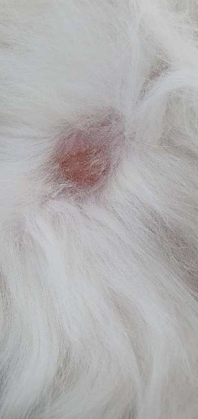 TierschutzhundeStammtisch🐕-Beitrag-Bild