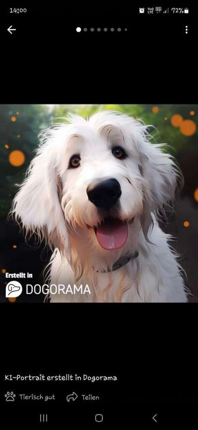 TierschutzhundeStammtisch🐕-Beitrag-Bild