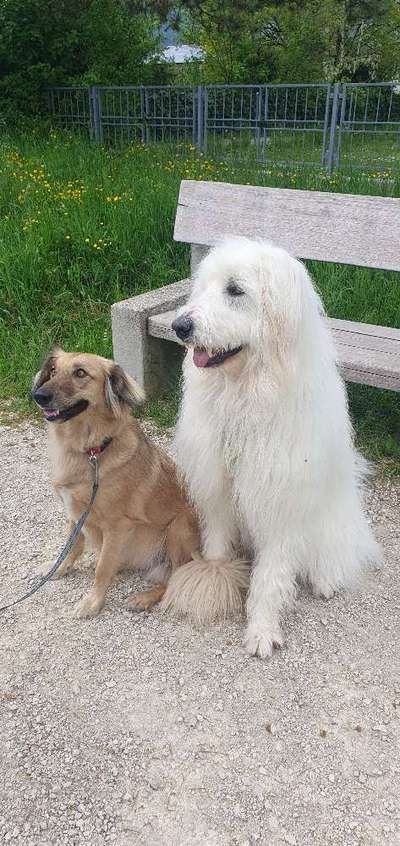 TierschutzhundeStammtisch🐕-Beitrag-Bild