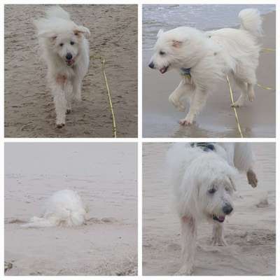 TierschutzhundeStammtisch🐕-Beitrag-Bild