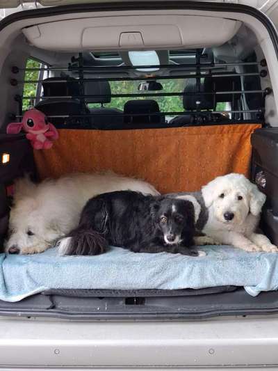 Gibts hier Mioritic Besitzer?-Beitrag-Bild