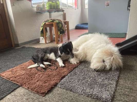 TierschutzhundeStammtisch🐕-Beitrag-Bild