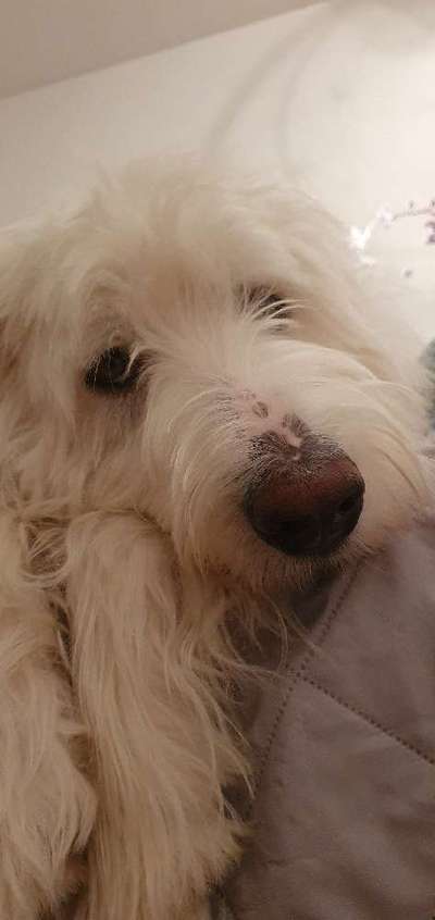 TierschutzhundeStammtisch🐕-Beitrag-Bild