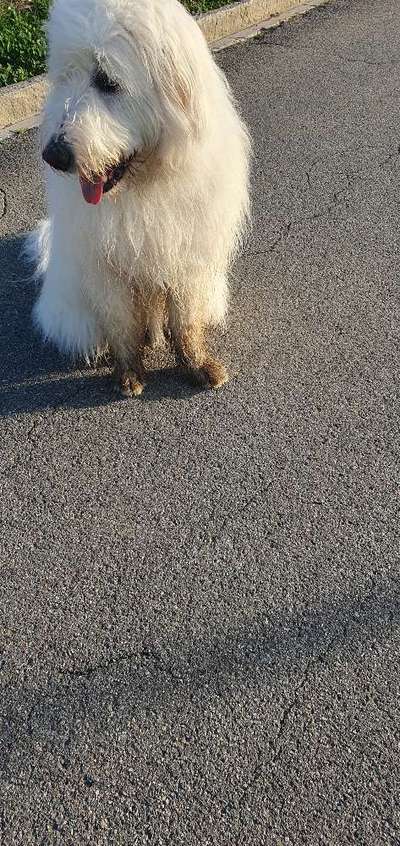 TierschutzhundeStammtisch🐕-Beitrag-Bild