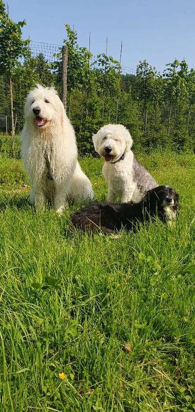 TierschutzhundeStammtisch🐕-Beitrag-Bild
