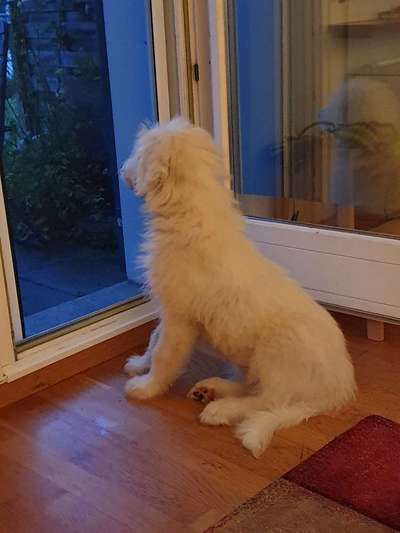 TierschutzhundeStammtisch🐕-Beitrag-Bild