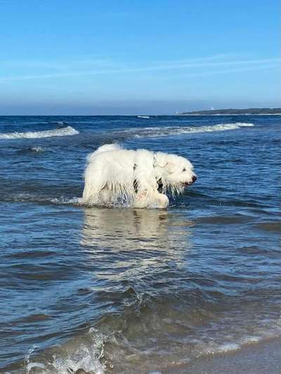 TierschutzhundeStammtisch🐕-Beitrag-Bild