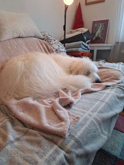 TierschutzhundeStammtisch🐕-Beitrag-Bild