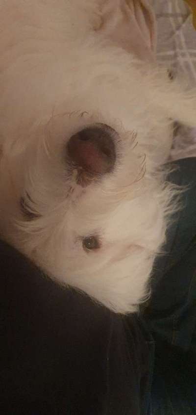 TierschutzhundeStammtisch🐕-Beitrag-Bild