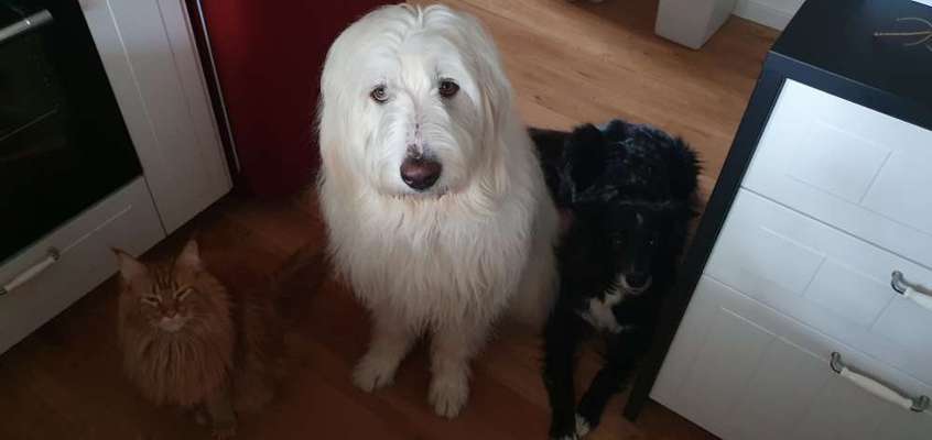 TierschutzhundeStammtisch🐕-Beitrag-Bild