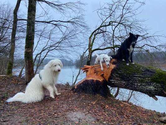 TierschutzhundeStammtisch🐕-Beitrag-Bild