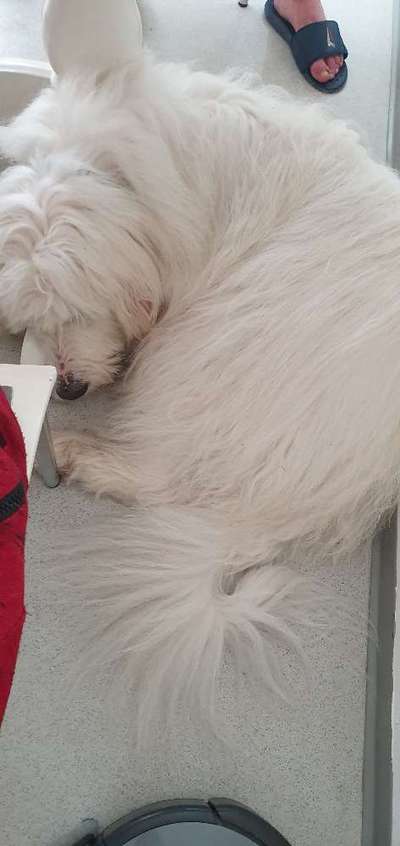 TierschutzhundeStammtisch🐕-Beitrag-Bild