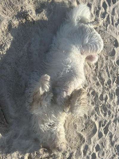 TierschutzhundeStammtisch🐕-Beitrag-Bild