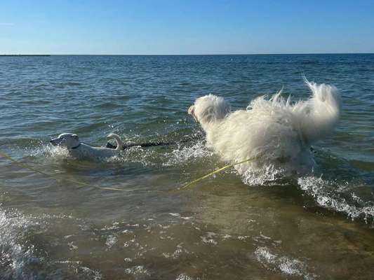 TierschutzhundeStammtisch🐕-Beitrag-Bild