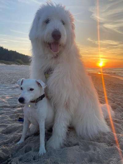 TierschutzhundeStammtisch🐕-Beitrag-Bild