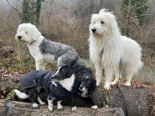 TierschutzhundeStammtisch🐕-Beitrag-Bild