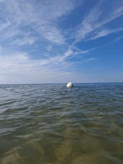 TierschutzhundeStammtisch🐕-Beitrag-Bild