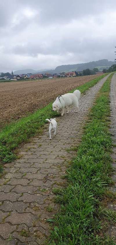TierschutzhundeStammtisch🐕-Beitrag-Bild