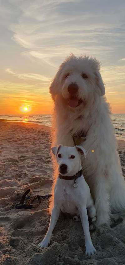 TierschutzhundeStammtisch🐕-Beitrag-Bild