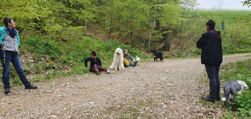 TierschutzhundeStammtisch🐕-Beitrag-Bild