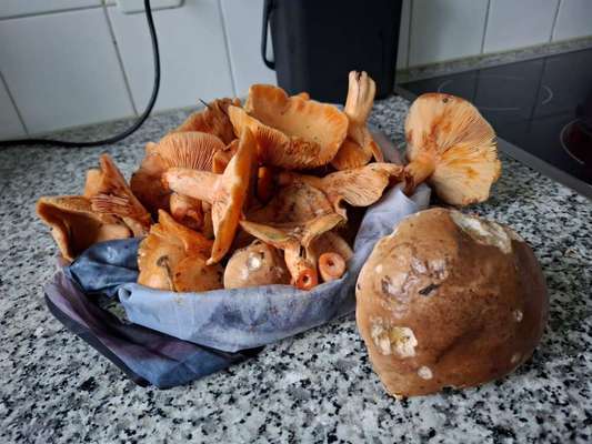 TierschutzhundeStammtisch🐕-Beitrag-Bild