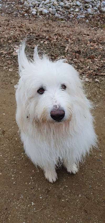 TierschutzhundeStammtisch🐕-Beitrag-Bild
