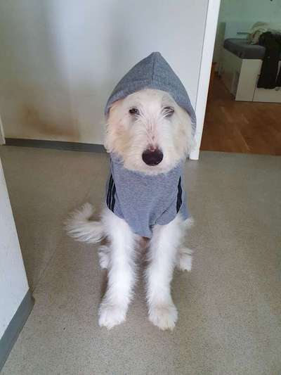 TierschutzhundeStammtisch🐕-Beitrag-Bild