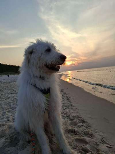 TierschutzhundeStammtisch🐕-Beitrag-Bild