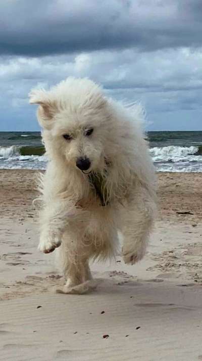 TierschutzhundeStammtisch🐕-Beitrag-Bild