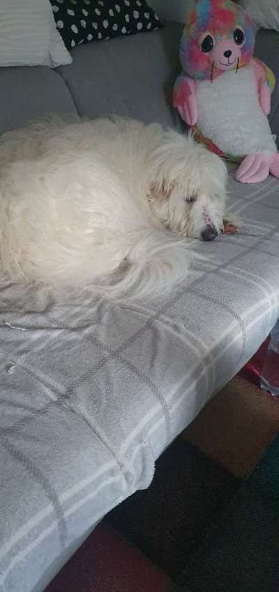 TierschutzhundeStammtisch🐕-Beitrag-Bild