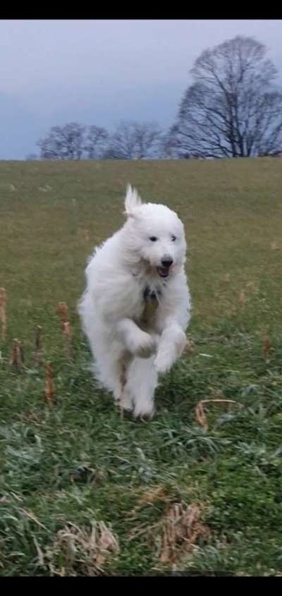 Dogorama Photo Challenge - Fail/Outtakes-Beitrag-Bild