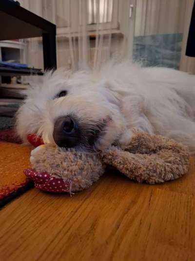 TierschutzhundeStammtisch🐕-Beitrag-Bild