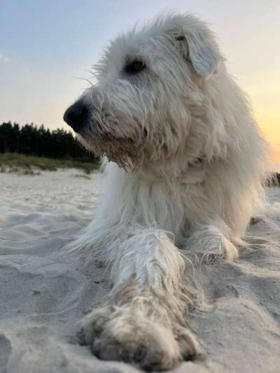 TierschutzhundeStammtisch🐕-Beitrag-Bild