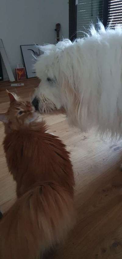 TierschutzhundeStammtisch🐕-Beitrag-Bild