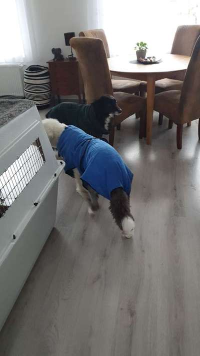 TierschutzhundeStammtisch🐕-Beitrag-Bild