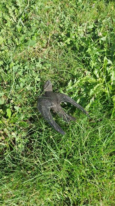 TierschutzhundeStammtisch🐕-Beitrag-Bild