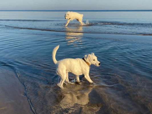 TierschutzhundeStammtisch🐕-Beitrag-Bild
