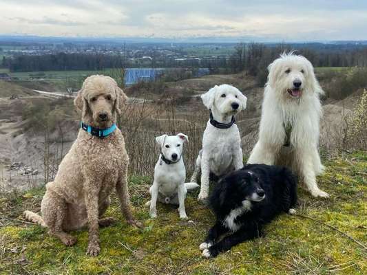 TierschutzhundeStammtisch🐕-Beitrag-Bild
